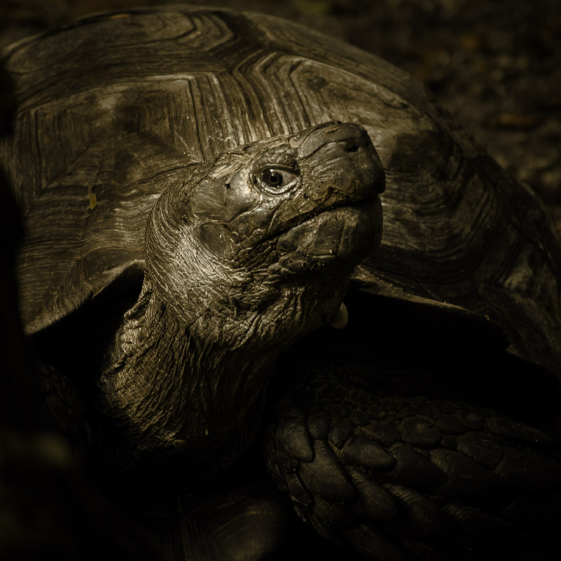 blog image tortoise