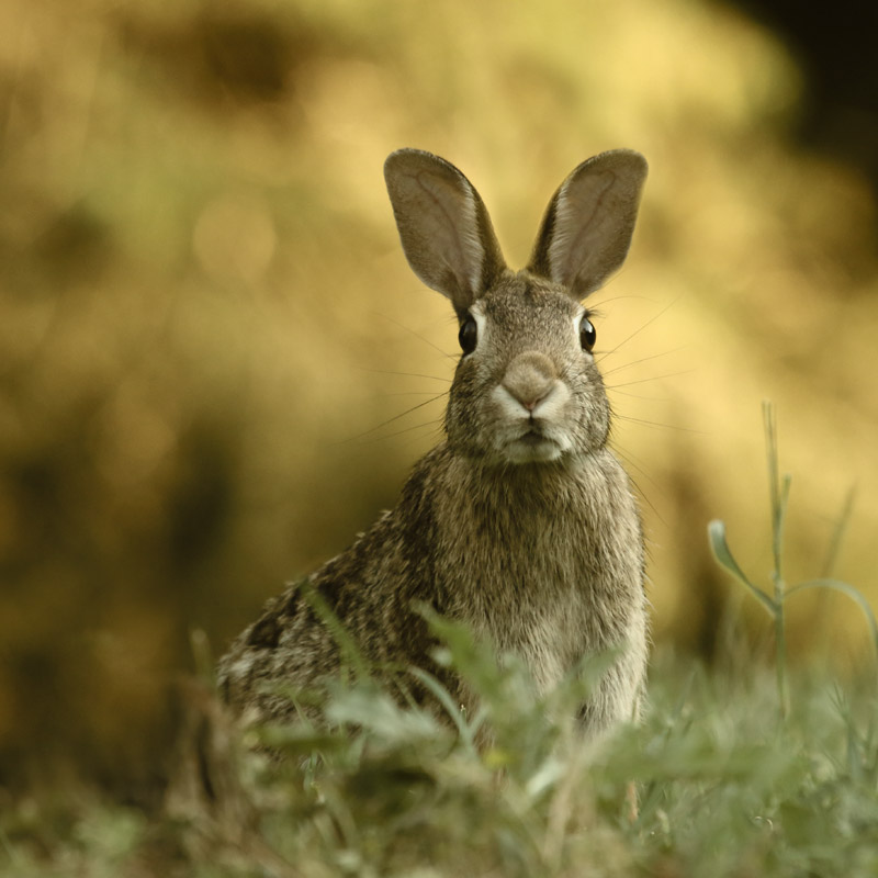 blog image hare