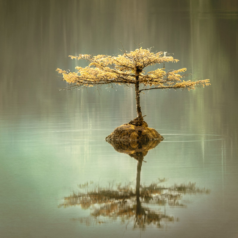 blog image tree growth from water