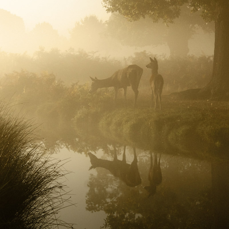 blog image deer at stream