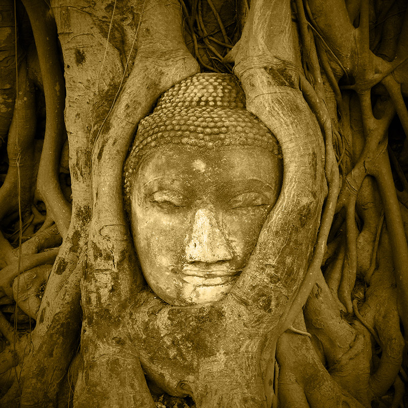 buddha face in roots